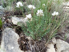 Oxytropis dasypoda