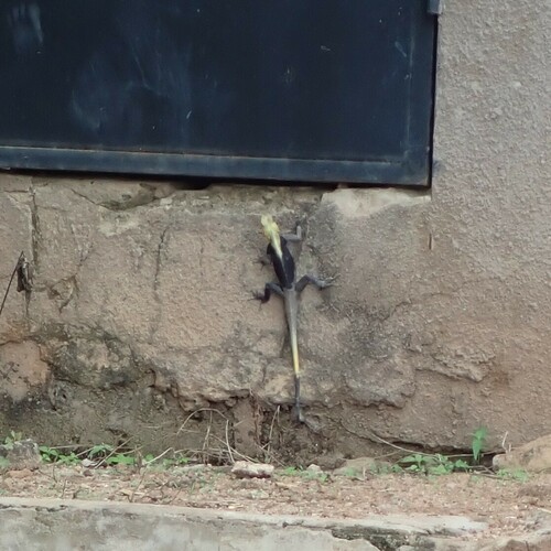Peters's Rock Agama