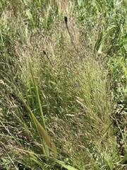 Agrostis hyemalis