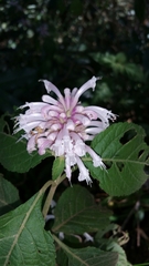 Achyrospermum fruticosum