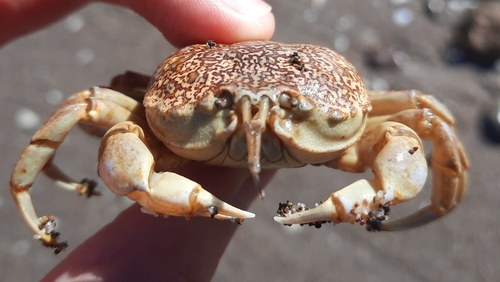 Bellia picta H.Milne Edwards, 1848