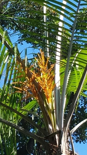 Ravenea madagascariensis
