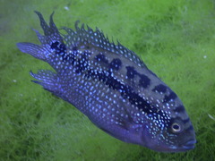 Jack Dempsey photo 4