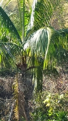 Dypsis leptocheilos