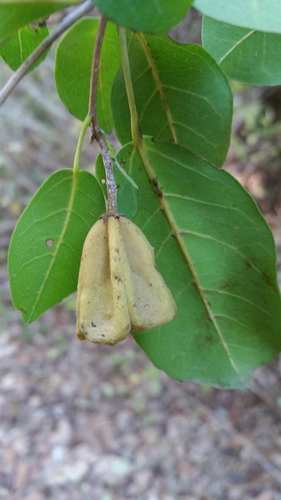 Nesogordonia stylosa