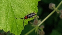 Silis ruficollis