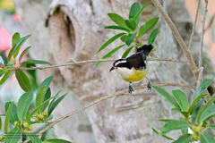 Coereba flaveola caboti