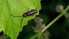 Silis ruficollis
