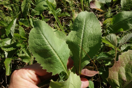 Image of Klasea lycopifolia by (c) Aleksei Baushev, some rights reserved (CC BY)