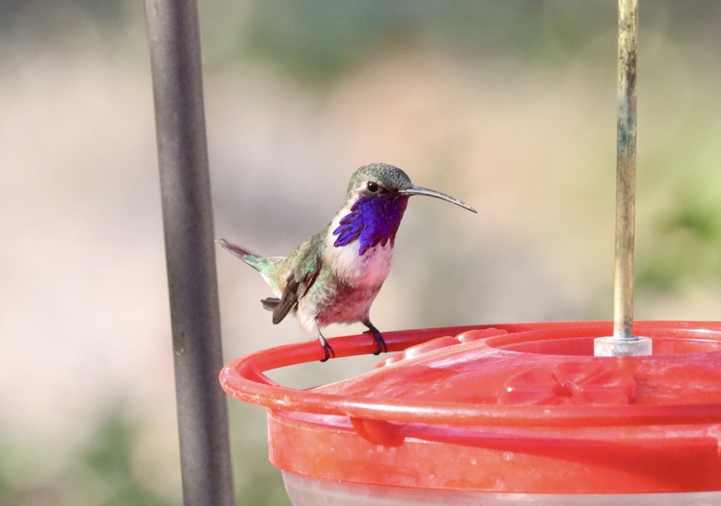 Lucifer Hummingbird