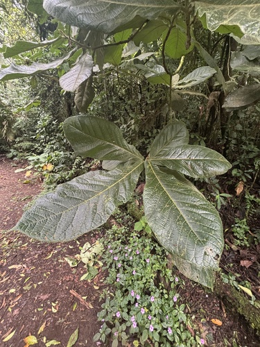 Ocotea lentii