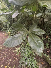 Ocotea lentii