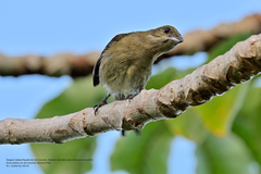 Spindalis zena benedicti