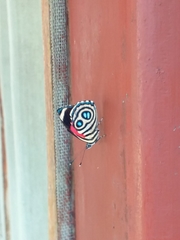 Catagramma hystaspes