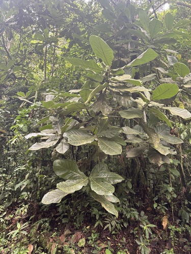 Ocotea lentii, photograph 1