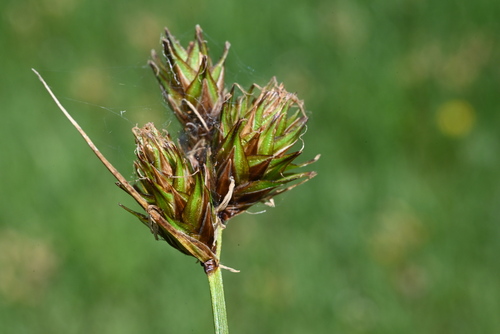 Image of Carex egglestonii by (c) Anders Hastings, some rights reserved (CC BY)