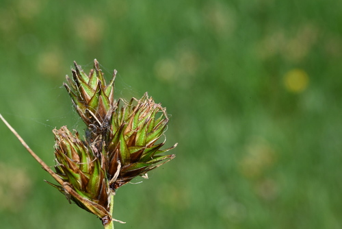 Image of Carex egglestonii by (c) Anders Hastings, some rights reserved (CC BY)