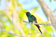 Cynanthus forficatus