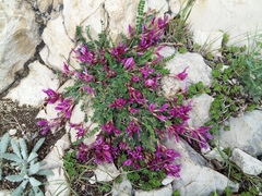 Astragalus buschiorum