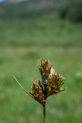 Image of Carex egglestonii by (c) Anders Hastings, some rights reserved (CC BY)