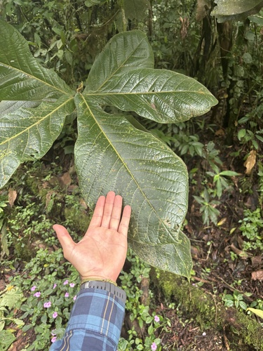Ocotea lentii, photograph 2