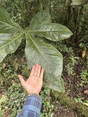 Ocotea lentii, photograph (c) David A. Rodríguez Arias, some rights reserved (CC BY)