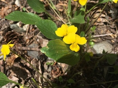 Viola nuttallii