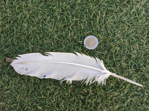 Plume de Pélican blanc