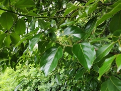 Cinnamomum glanduliferum