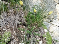 Pulsatilla albana