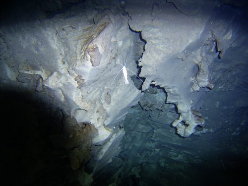 Creaseria morleyi