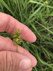 Carex muehlenbergii