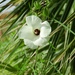 Hibiscus dasycalyx - Photo (c) Laura Clark,  זכויות יוצרים חלקיות (CC BY), uploaded by Laura Clark