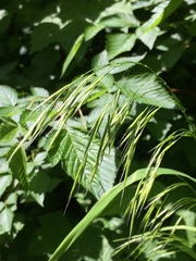 Bromus vulgaris