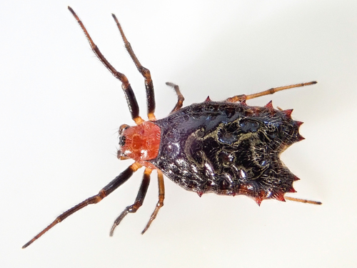 Micrathena marta