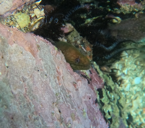 Uropterygius macrocephalus observed 2024-07-13