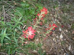 Castilleja affinis