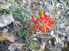Castilleja affinis