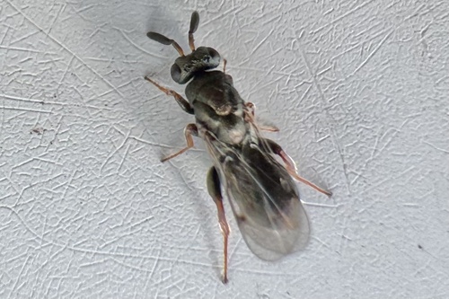 Monodontomerus thorpi