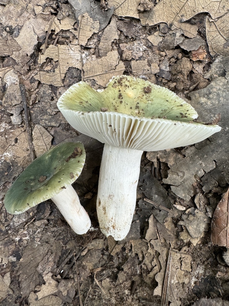 Russula subgraminicolor