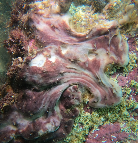 Chondrilla pacifica