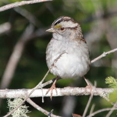 Zonotrichia albicollis image