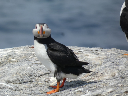 Northern Puffin photographed in Maine
