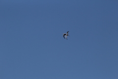 Sterna hirundo hirundo