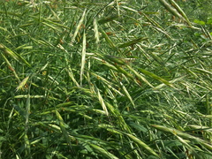 Bromus sitchensis