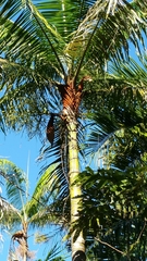 Dypsis leptocheilos