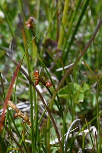 Image of Carex alascana by (c) Anders Hastings, some rights reserved (CC BY)