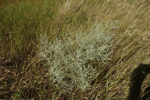 Image of Artemisia santonicum by (c) Aleksei Baushev, some rights reserved (CC BY)