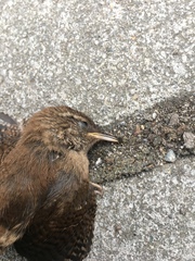 Troglodytes troglodytes