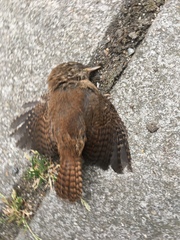 Troglodytes troglodytes